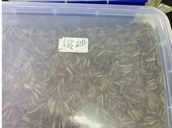 吃瓜子能致癌嗎 吃瓜子能致癌嗎