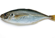 巴浪魚、沙丁魚怎么挑選新鮮的