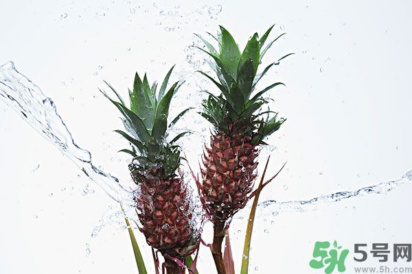 菠蘿和螃蟹能一起吃嗎？菠蘿能與螃蟹同吃嗎？