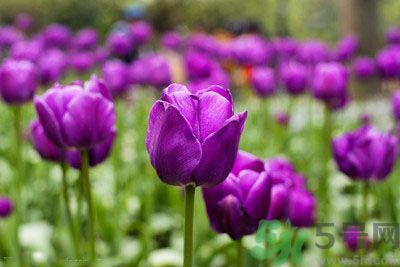 懷孕了能養(yǎng)花嗎？養(yǎng)什么花對(duì)胎兒好？