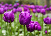 懷孕了能養(yǎng)花嗎？養(yǎng)什么花對胎兒好？