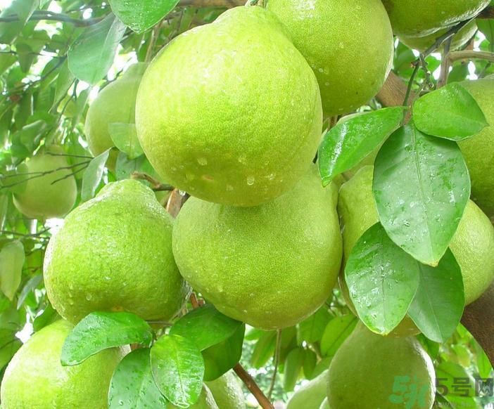 春季吃什么養(yǎng)生？春季怎樣養(yǎng)生？