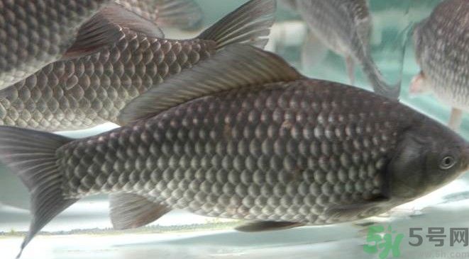 吃魚(yú)真的能變聰明嗎？喝魚(yú)湯有什么好處？