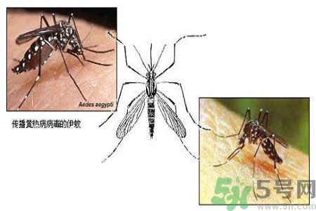 黃熱病可以吃水果嗎？怎么預防黃熱病癥狀？