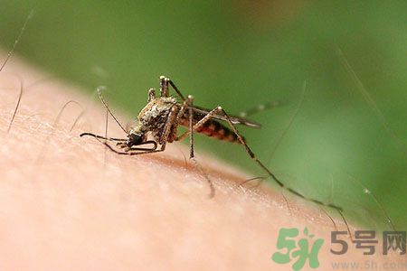 黃熱病可以吃水果嗎？怎么預防黃熱病癥狀？