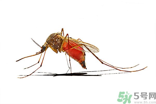 打黃熱病疫苗注意事項(xiàng)？防蚊蟲叮咬的最好方法