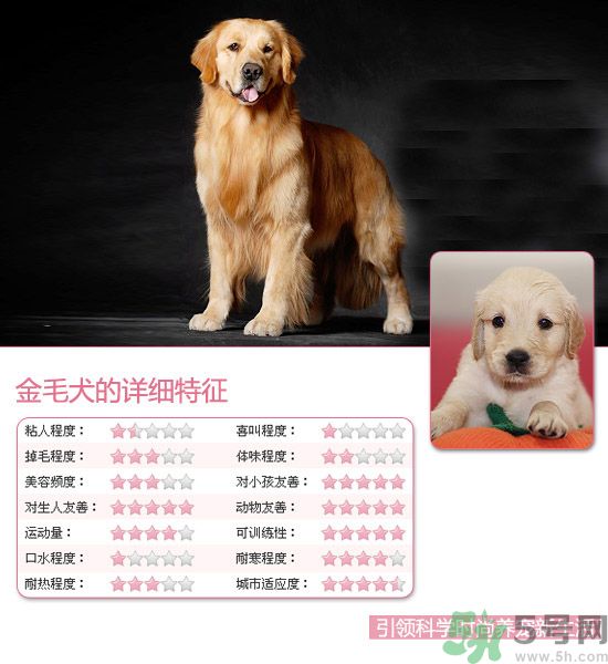 熱門寵物排名你知道嗎？寵物明星有哪些？