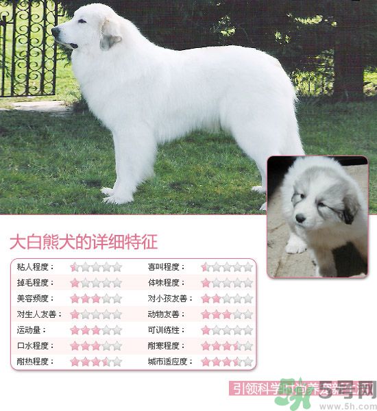 熱門寵物排名你知道嗎？寵物明星有哪些？