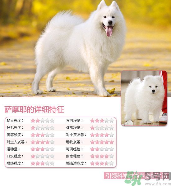 熱門寵物排名你知道嗎？寵物明星有哪些？