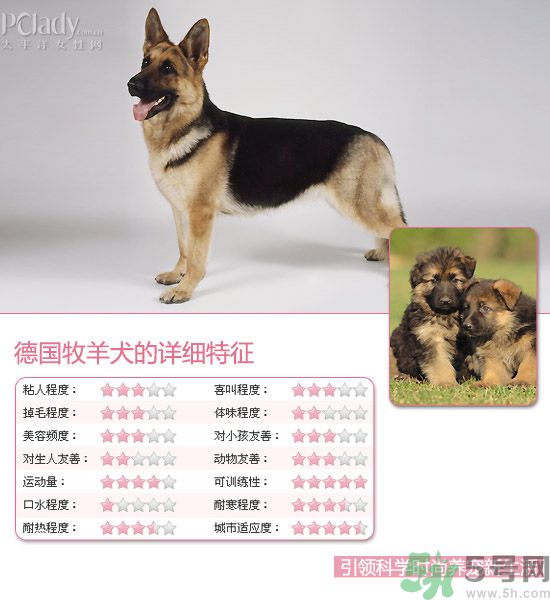 熱門寵物排名你知道嗎？寵物明星有哪些？