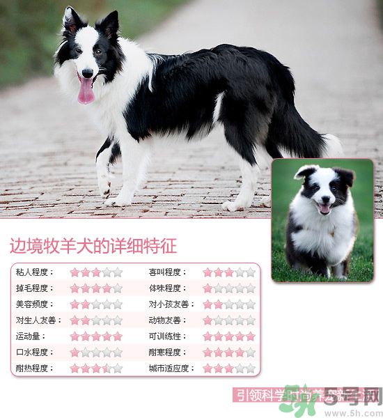 熱門寵物排名你知道嗎？寵物明星有哪些？