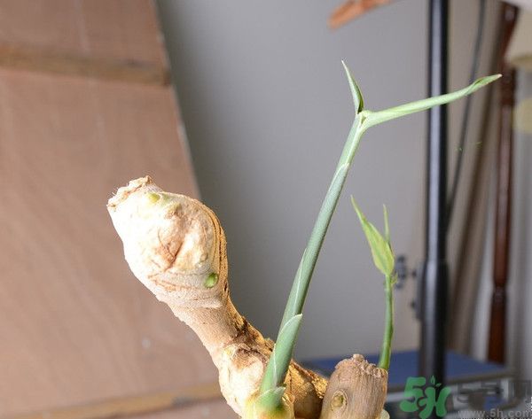 生姜發(fā)芽了能吃嗎？生姜發(fā)綠了能吃嗎？