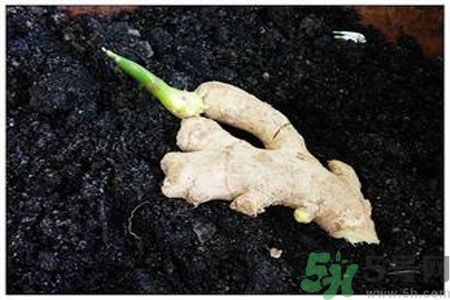 生姜發(fā)芽了能吃嗎？生姜發(fā)綠了能吃嗎？
