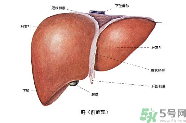 得了脂肪肝該怎么治？脂肪肝對人體危害有多大？