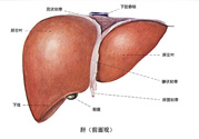 得了脂肪肝該怎么治？脂肪肝對(duì)人體危害有多大？