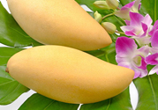 吃芒果嘴唇過(guò)敏怎么辦？為什么吃了芒果后嘴巴癢？