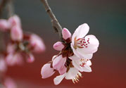 春分時(shí)養(yǎng)生要注意什么？春分要預(yù)防哪些疾??？