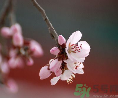 春分時養(yǎng)生要注意什么？春分要預防哪些疾病？