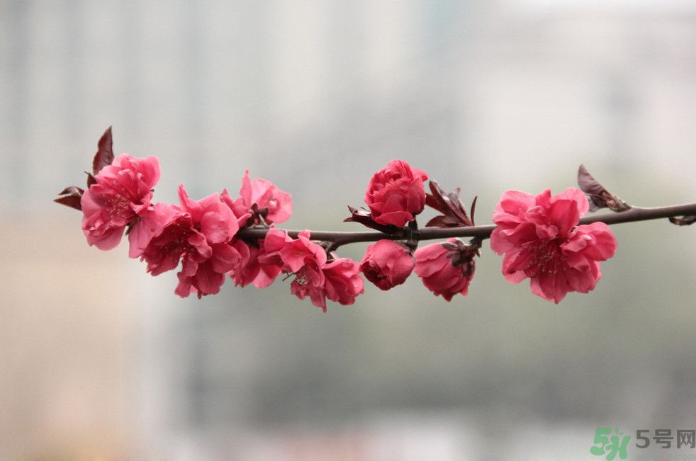 什么花可以凈化空氣？什么花可以減肥？