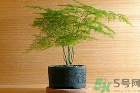 什么花可以凈化空氣？什么花可以減肥？