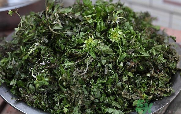 薺菜為什么是苦的？薺菜味道苦嗎？
