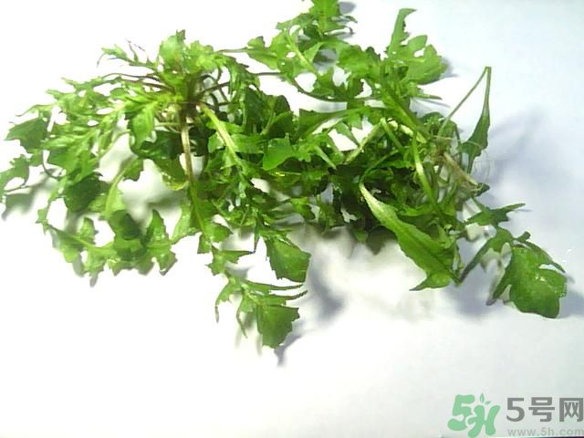 薺菜可以泡水喝嗎？薺菜泡水喝有什么好處？