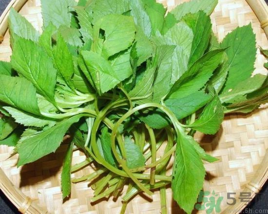 薺菜可以泡水喝嗎？薺菜泡水喝有什么好處？