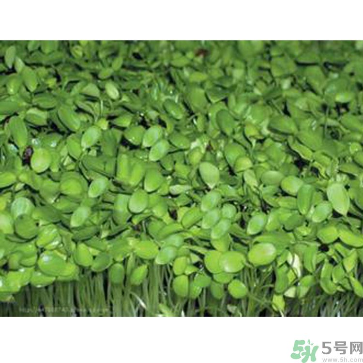 吃香椿要焯水嗎？吃香椿焯水還有營(yíng)養(yǎng)價(jià)值嗎？