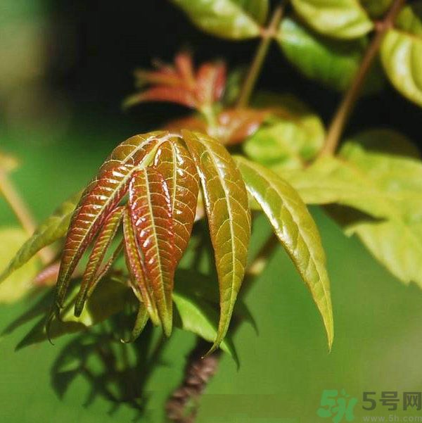 吃香椿要焯水嗎？吃香椿焯水還有營(yíng)養(yǎng)價(jià)值嗎？