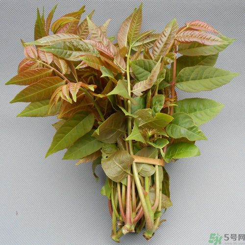 吃香椿要焯水嗎？吃香椿焯水還有營(yíng)養(yǎng)價(jià)值嗎？