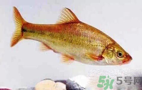 怎么挑選魚？挑魚的技巧有哪些？