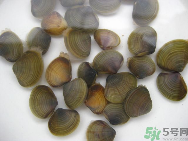 河蚌要怎么清洗才干凈？河蚌的清洗方法？