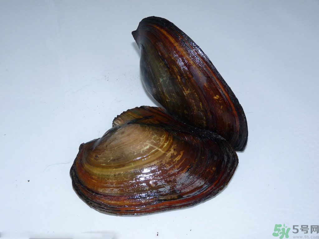 河蚌要怎么清洗才干凈？河蚌的清洗方法？