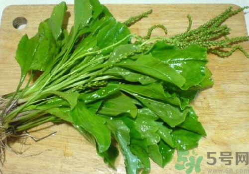 車前草能治痛風(fēng)嗎？車前草對痛風(fēng)的作用