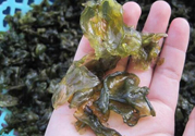 地皮菜孕婦能吃嗎？地皮菜孕婦吃好嗎？