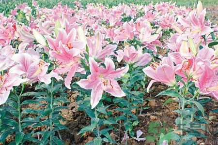 百合花可以吃嗎？百合花吃哪種？