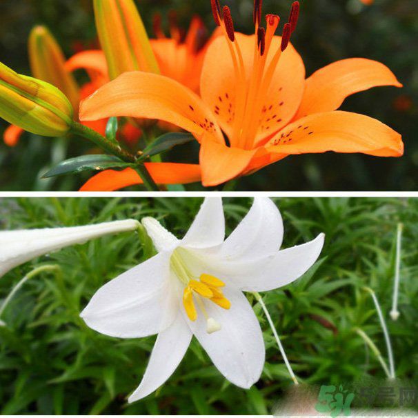 百合花可以吃嗎？百合花吃哪種？