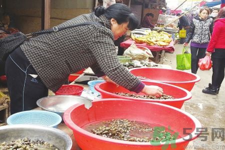 怎么挑選螺螄？螺螄怎么清洗？