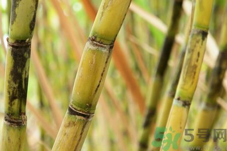 清明節(jié)可以吃甘蔗嗎？清明節(jié)不能吃哪些食物？