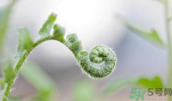 清明節(jié)可以吃甘蔗嗎？清明節(jié)不能吃哪些食物？