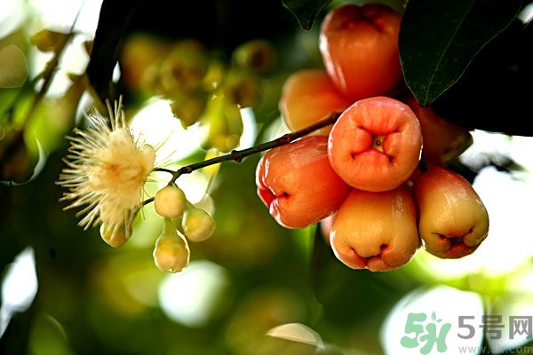 蓮霧月經(jīng)期間能吃嗎？來(lái)月經(jīng)能不能吃蓮霧？