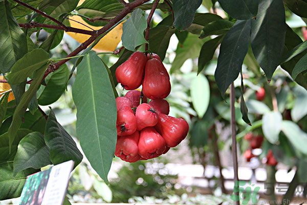 蓮霧月經(jīng)期間能吃嗎？來(lái)月經(jīng)能不能吃蓮霧？