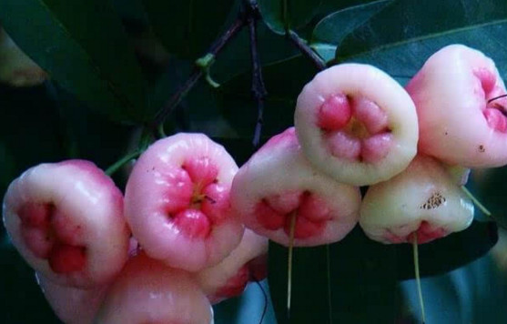 蓮霧皮能吃嗎？蓮霧要不要削皮？