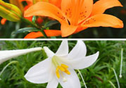 百合花可以吃嗎？百合花吃哪種？
