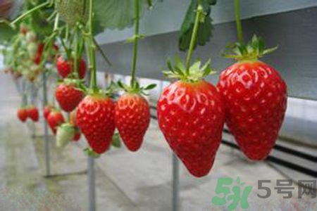糖尿病可以吃草莓嗎？糖尿病吃草莓好嗎？