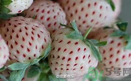 菠蘿莓好吃嗎？菠蘿莓好不好吃？