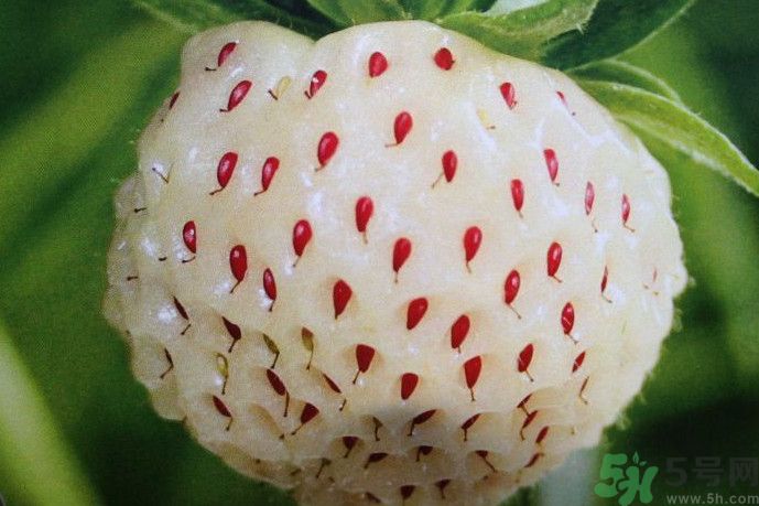 菠蘿莓好吃嗎？菠蘿莓好不好吃？