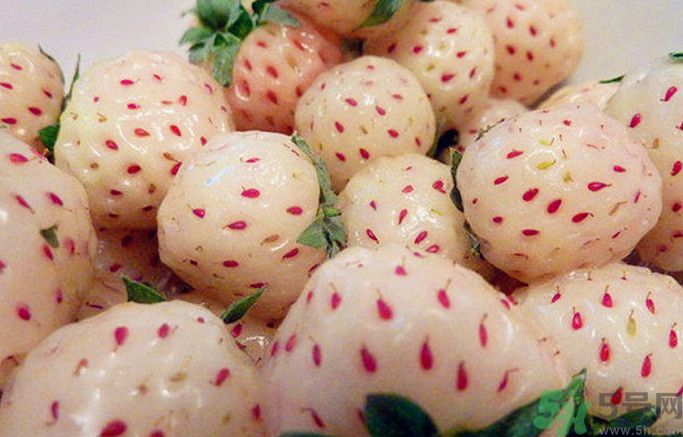 菠蘿莓孕婦能吃嗎？菠蘿莓懷孕可以吃嗎？