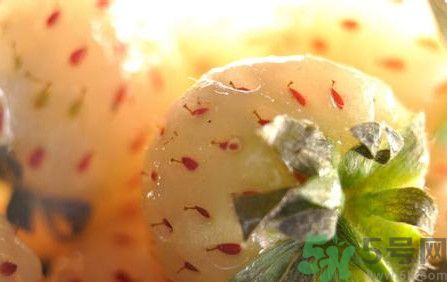 菠蘿莓孕婦能吃嗎？菠蘿莓懷孕可以吃嗎？