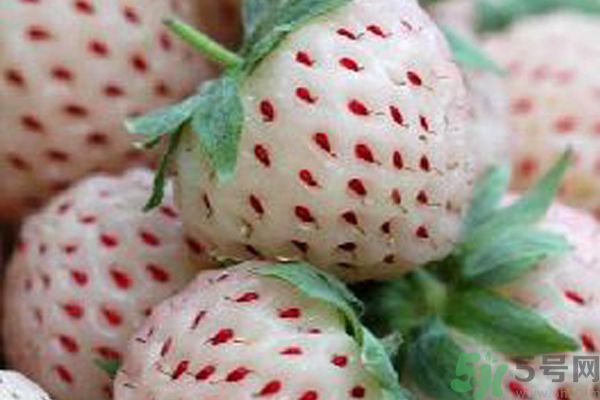 菠蘿莓孕婦能吃嗎？菠蘿莓懷孕可以吃嗎？